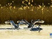 Migratory Birds Gathering in Wu (Wuqiang Sea)