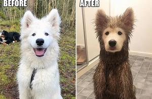 Dog: I didn't initiate the fight, the mud pulled me down, and it took a long struggle to get out.