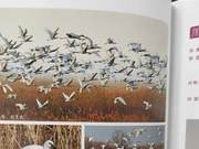 White Spoonbill of the Yellow River Delta