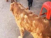 Neighbor's Child Tortured the Golden Retriever, Woman Approached and Found it Truly Difficult