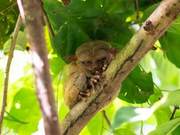 The Smallest Primate in the World, Hidden in the Rainforest of the Philippines, Measuring Just a Palm's Size