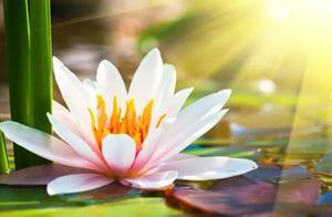 Having sunshine in your heart, rain is also romantic; if you have rain in your heart, sunshine is also a haze.