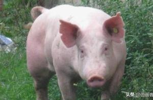 Why Pigs Haven't Gone Extinct: Let's Explore!