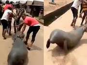 Seven Men Brutally Drag African Manatees, Belly Rubbed Against Ground with Heartbreaking Cries