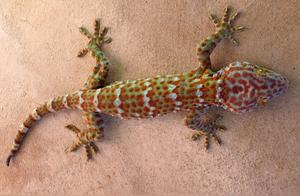 The Animal's 'Special' Utility Given by Nature