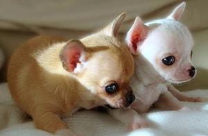 6 Reasons Why Chihuahuas Are ‘Hated Dogs’ – It’s Not Just Their Size