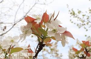 Flowers Blooming, Spring Has Arrived - Sharing the Good Spring of Heze