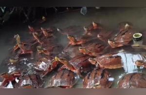 Will You Really Provide the Correct Sunlight for Turtles? If Not, Turtles May Die