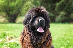 Large Dog Breeds with a Gentle Disposition: The Newfoundland, Originating from Newfoundland