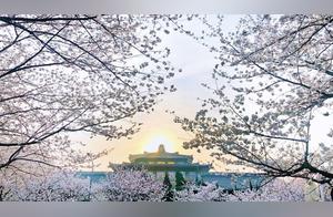 Let's Go to Wuhan University to Admire Cherry Blossoms, Want to Come?