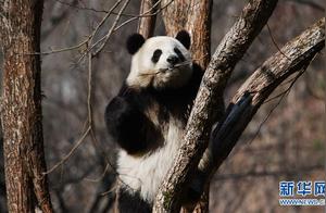 Spring Sunshine, Cute Pandas