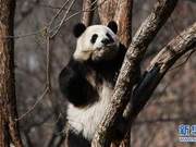 Spring Sunshine, Cute Pandas
