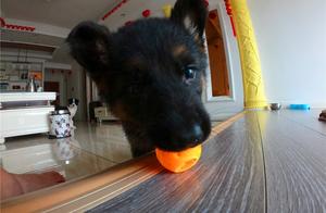 The German Shepherd's Difficult Fate: Growing Up and No Longer Huggable