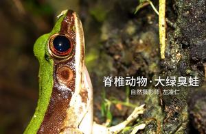 Biodiversity Encyclopedia: Large Green Stink Frog – Don't Provoke Me, Beware of My Foul Attack