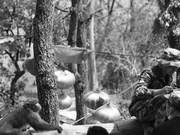 After the Big Fire, Monkeys Returned to the Mountains with Firefighting Militia for Lunch