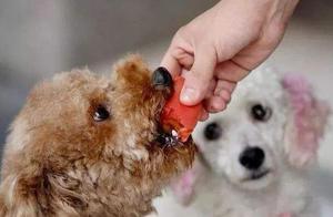 Teddy Dogs Can Also Eat 'Human Food': These 5 Foods Make Them Healthier