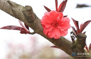 Peonies, Willows, and Green – A Spring Bloom