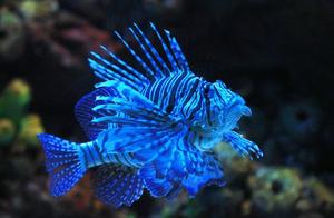 Yellow Sea Fan Pufferfish