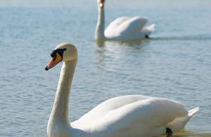 Heartwarming! The Trumpeter Swan, After Treatment, Returns to the Blue Skies and Waters