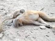 Touching Scene! Mother Monkey Dies Tragically from Electrocution, Young Monkey Reluctant to Leave