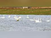 Spring Days Warm, Swans Dance