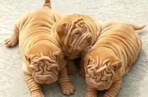 Puppy Shar Peis Huddle Together, Thick Skin and Cute, Savvy Internet Users Say: Pricey