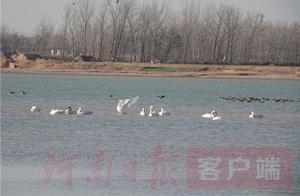 White Swans Returned