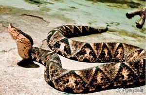 The Venom of the Five-Step Snake Fang and its Terrifying Reputation