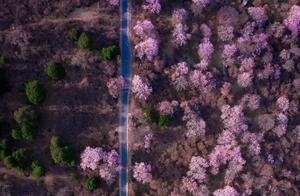 Linzhi Cherry Blossoms Have Bloomed, Photographer Sends You Ahead with Healing Photo Sets