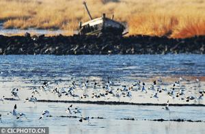 Qingdao, Shandong: Spring Arrives on the Tidal Flats with a Chorus of Birds