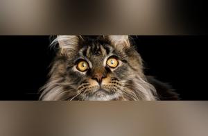 The Damage You've Done to Cats – Is It Because You Want to Cut Their Whiskers Today?