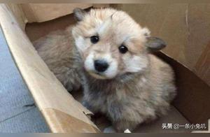 By a street corner, there was a fluffy thing, a young lady felt strange, approached to see, but silently cried.