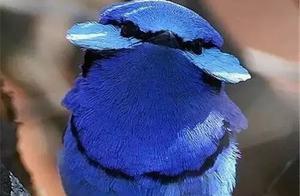 A Diverse Forest Attracts All Kinds of Birds: A Collection of Rare and Precious Bird Photos