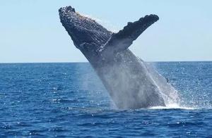 Whales' Unspeakable Itches: 'Healing' Through Ship Collisions