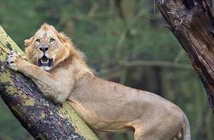 Lion Hunted by 100 Buffaloes, Scared into a 'Meme'