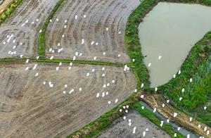 Dao County: White Egrets in a Graceful Dance – Rural Ecological Beauty