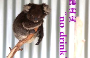 Australian 'No Drink' Koala