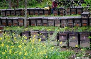 Why There Aren't Many Dead Bees in Bee Farms: A Clever Strategy by Worker Bees