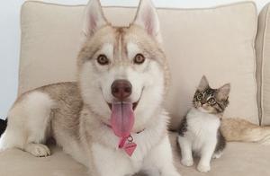 What is a Kitten Raised by Huskies Like?