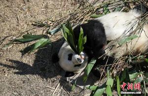 Giant Pandas Eating Bamboo and Enjoying the Sun - Adorable Expressions