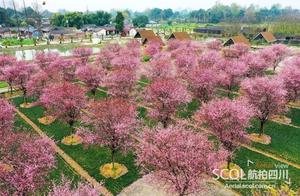 Cloud Viewing Flowers: Charming Mei mei Grove in Changshou