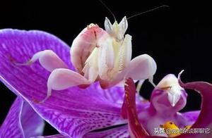 The ‘Praying Mantis’: A Fearsome Predator Capable of Catching Birds, Rodents, and Even Snakes