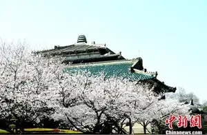 Cherry Blossoms at Wuhan University Bloom as Expected