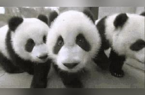 Three Giant Pandas Set to Be Released Back into Nature in Yichun