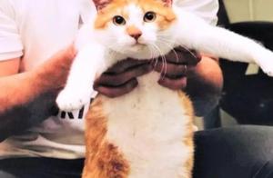 Cat Arrested After Employee Report, Becomes Overnight Internet Sensation