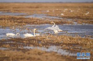 Yellow River Wetlands Welcoming Migratory Birds