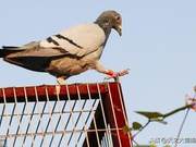 Pigeon News Bulletin: Clever Tricks for Recognizing Pigeon Sub-Health for Beginners