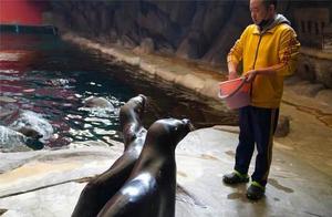 Don't mix up sea lions and sea leopards next time!