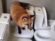 Danger at Close Range: A Wild Fox Enters a Kindergarten, Protecting Animals or Protecting Children?