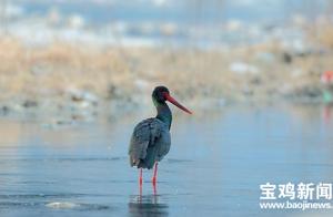 Black-necked Gulls ‘Visit’ Taibai, Baoji!